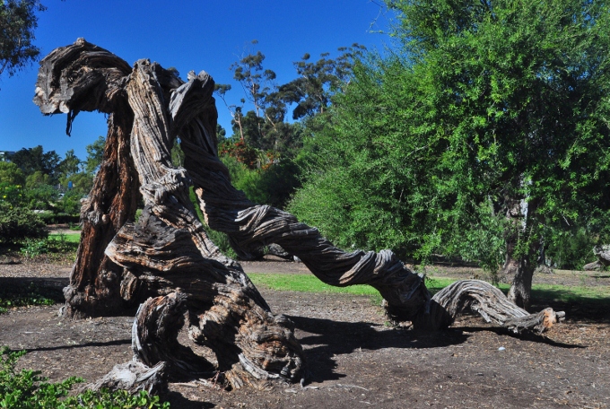 grnarled tree near El Prado